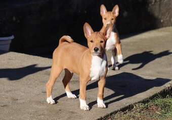 Basenji psík s PP - 3