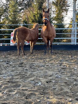 APH Žrebček DUN - 3