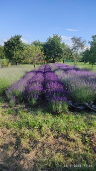levandula angustifolia - 3
