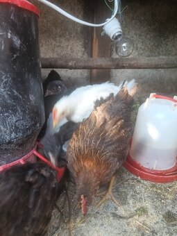 Kohút Vlaška jarabičia a Leghorn - 3