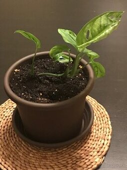 monstera adansonii - 3