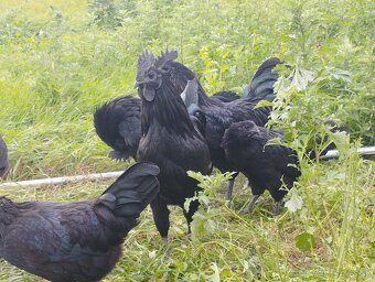 Ayam cemani kohúti - 3