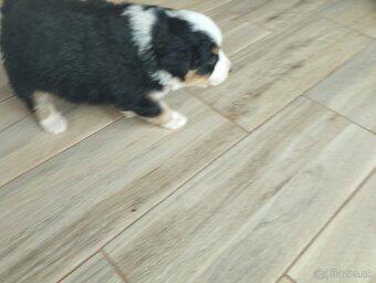 Šteniatko kríženca britského zákazníckeho pda - 3