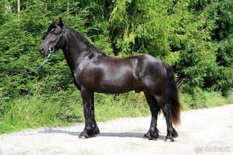 Fell  pony  pripustanie - 3