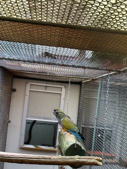 Papagáj patagónsky - 3