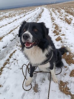 Psík, hľadá domov - 3