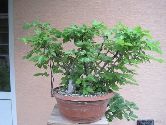 bonsai,bonsaj-hrab 11 - 3