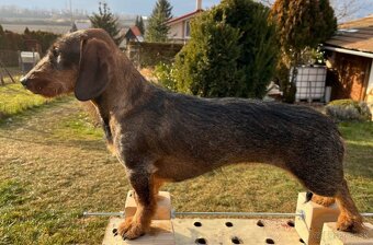 Jazvečík hrubosrstý - 3