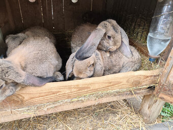 Predám francúzskych baranov - 3