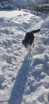 Sibirsky Husky - 3