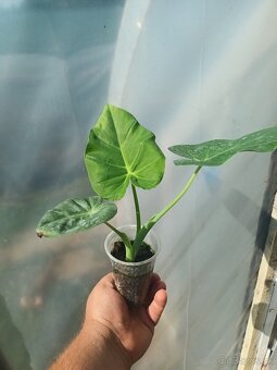 Colocasia Leucocasia gigantea - Slonie ucho - 3