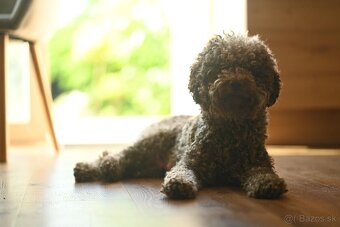 Lagotto Romagnolo s PP - 3