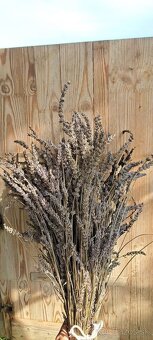 Levandula - dlhé sušené zväzky - 3