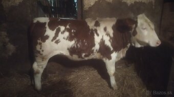 Predám jalovicu a býka - 3