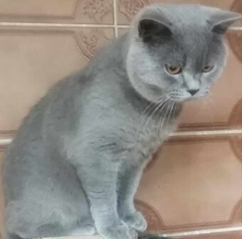 🐱Britské modré mačiatka🐱 - 3