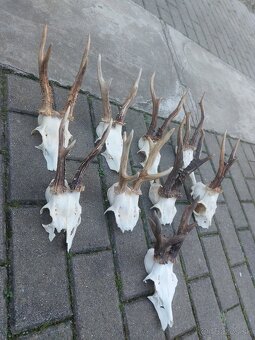 Trofej trofeje paroh parohy parozie zhody - 3