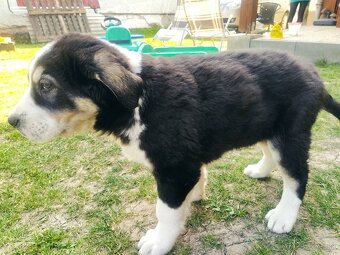 stredoázijský ovčiak - 3