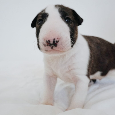 Bull terrier / Bullterier / Bulteriér šteniatka s PP - 3