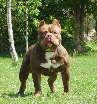 American bully - 3