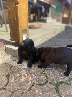 Mops - 3