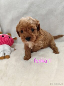 Cavapoo - 3