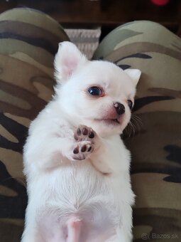 Čivava dlhosrstá, chihuahua, Solubist Dog KENNEL 💙💙 2 boy - 3