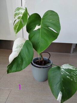 Monstera albo variegata - 3