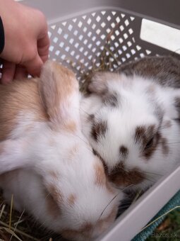 Minilop zakrsly barancek kralik - 3