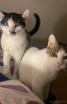 Darujem kocúrov - 3