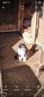 Darujem mačiatka - 3