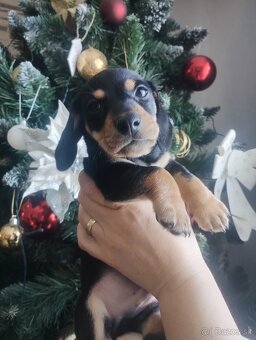 Predaj jazvečík - 3