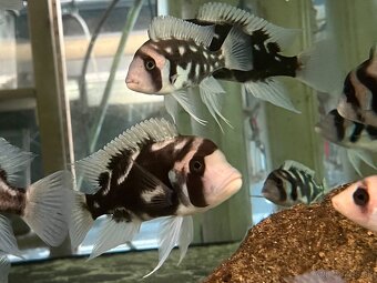 Cyphotilapia frontoza - 3