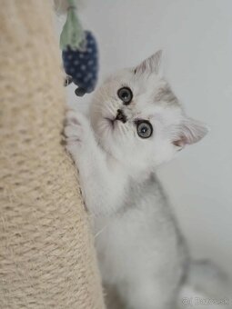 Britské mačiatka chinchilla - 3