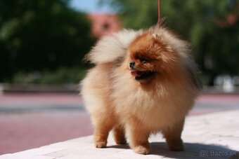 Pomeranian - 3