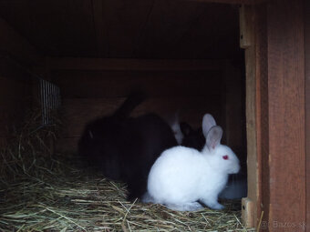 Králiky - 3