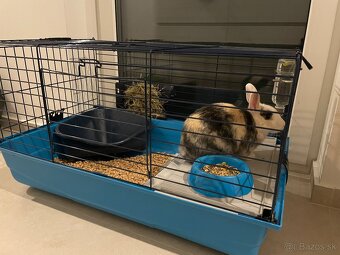 Predám zajka s klietkou - 3