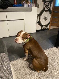 American bully standart - 3