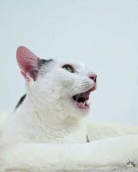 Kocúrik NEMO hľadá domov - 3