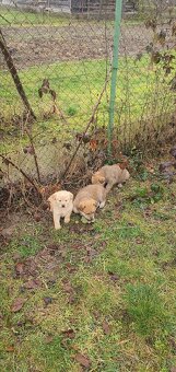 Krížene šteniatka zlaty retriever - 3