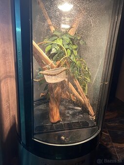Terarium - 3