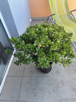 Tucnolist - crassula ovata - 3