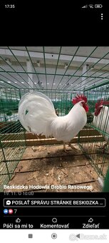 Kohút Leghorn - 3