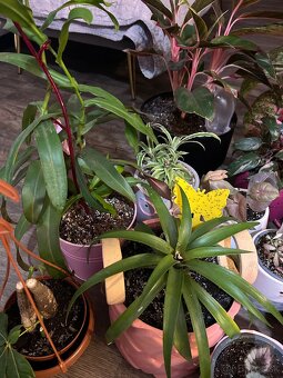 Zbierka izbových rastlín - 3