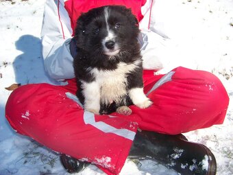 Border kolia šteniatka - 3