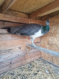 Pávy, páv korunkatý modrý - 3