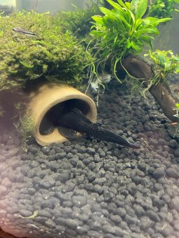 Predám prisavnikou l213 - 3