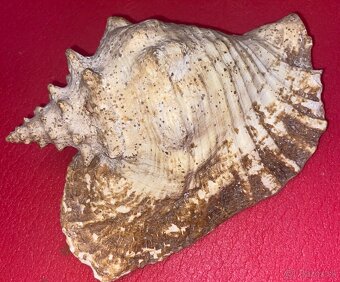 Veľký exemplár lastúry mušle - 3