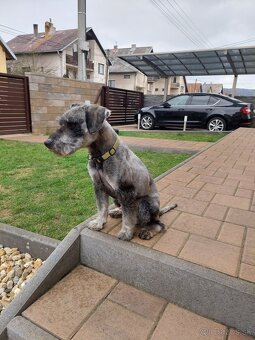 Bradac maly/farba korenie soľ - 3