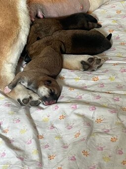 Shiba inu - 3