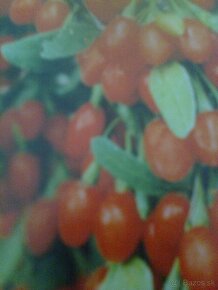 josta, goji, čierne červené ríbezle , egreš ,černice. - 3